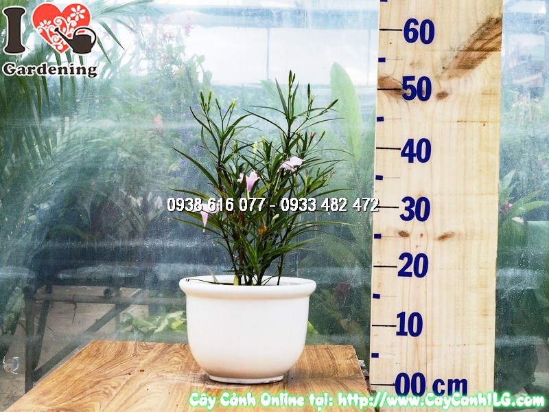 Chậu Cây Chiều Hồng Cao 25 cm Mẫu 2