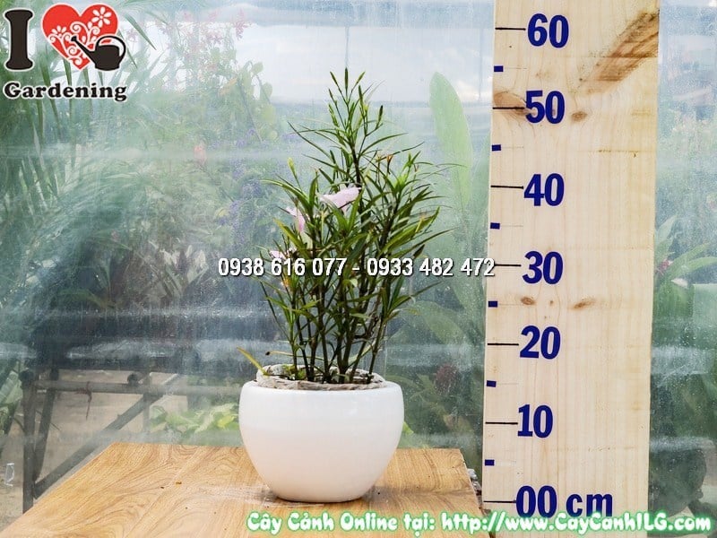 Chậu Cây Chiều Hồng Cao 25 cm Mẫu 1