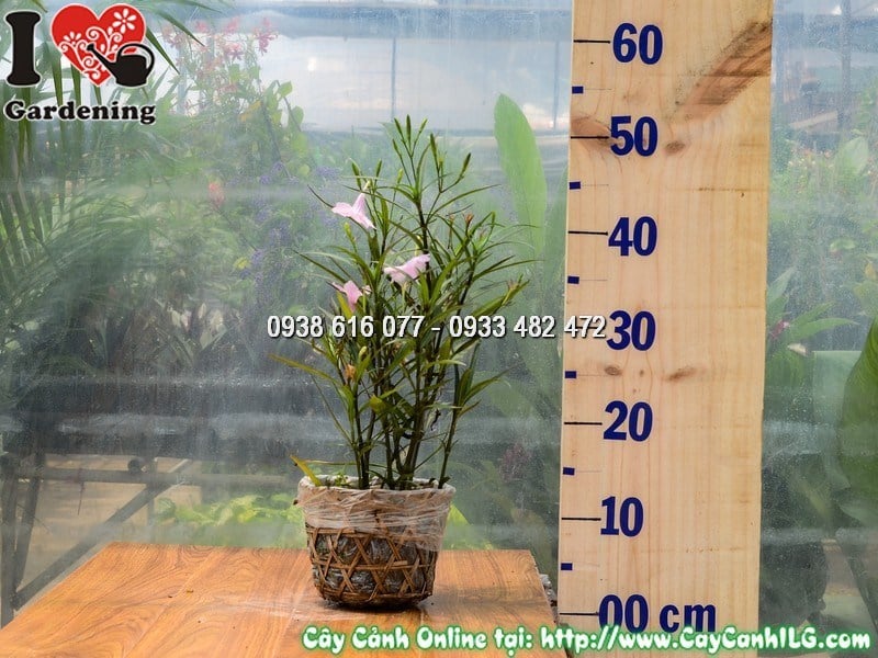 Cây Chiều Hồng Cao 25 cm