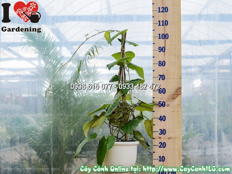 Chậu Cây Cát Đằng Lá Lớn Cao 30 cm Mẫu 2a