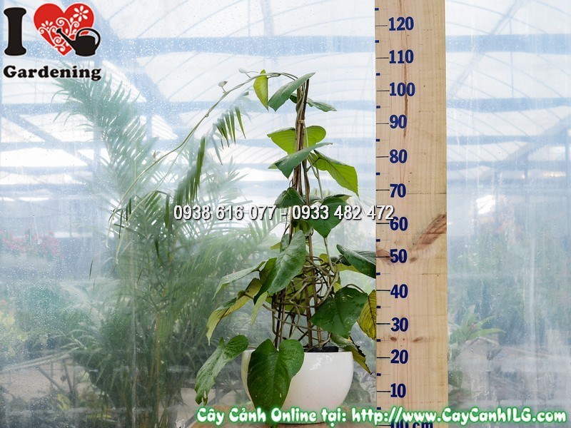 Chậu Cây Cát Đằng Lá Lớn 90 cm Mẫu 1