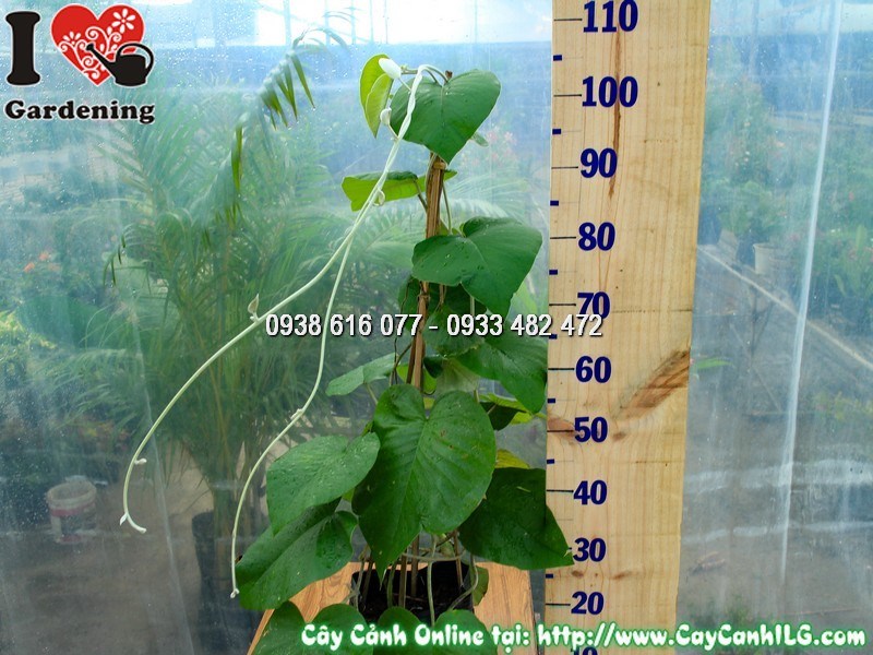 Cây Cát Đằng Lá Lớn Cao 90 cm