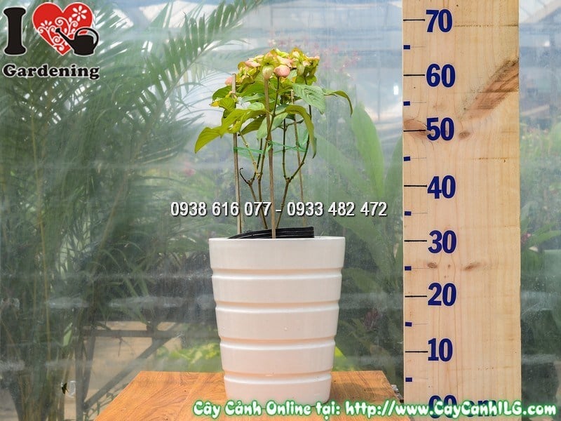 Chậu Cây Bướm Hồng 30 cm Mẫu 4