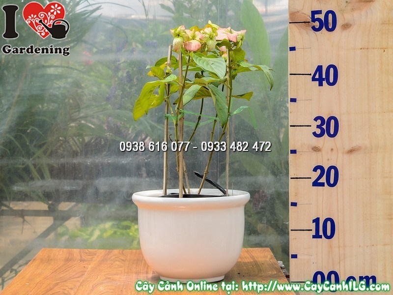 Chậu Cây Bướm Hồng 30 cm Mẫu 2