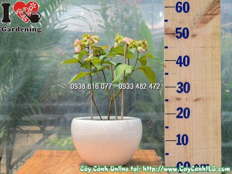 Chậu Cây Bướm Hồng 30 cm Mẫu 1