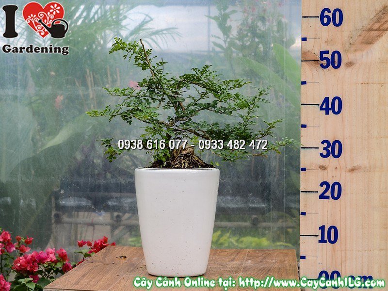 Chậu Cây Cần Thăng mini Bonsai Cao 30 cm Mẫu 4