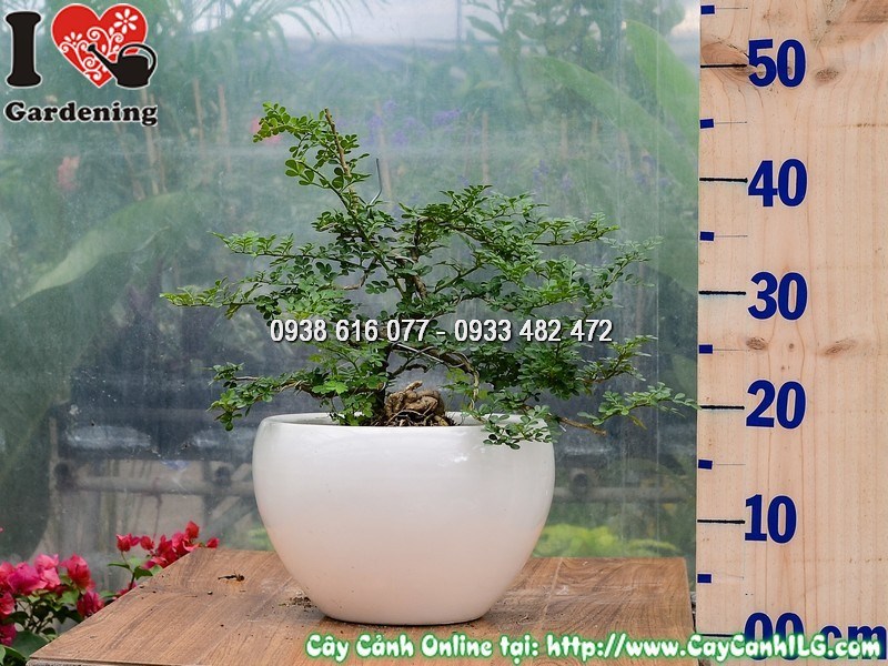 Chậu Cây Cần Thăng mini Bonsai Cao 30 cm Mẫu 1