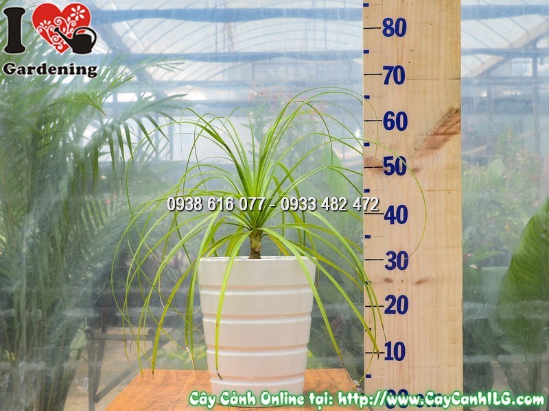 Chậu Cây Lan Bình Rượu Cao 30 cm Mẫu 4