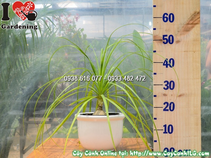 Chậu Cây Lan Bình Rượu Cao 30 cm Mẫu 2