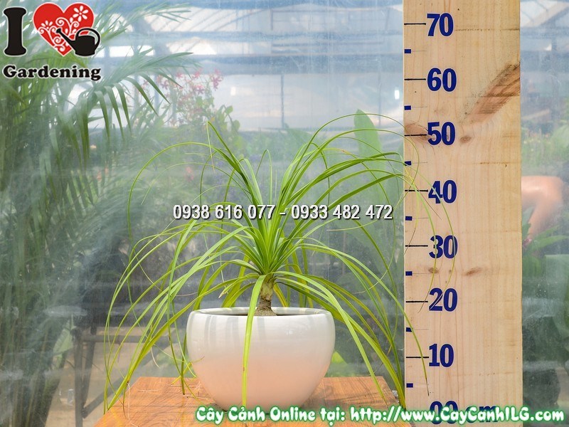 Chậu Cây Lan Bình Rượu Cao 30 cm Mẫu 1
