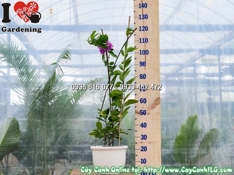 Chậu Cây Bằng Lăng Giống mới Cao 1 m Mẫu 2