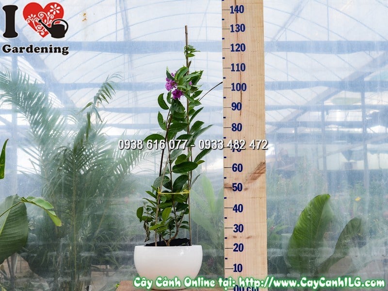 Chậu Cây Bằng Lăng Giống mới Cao 1 m Mẫu 1