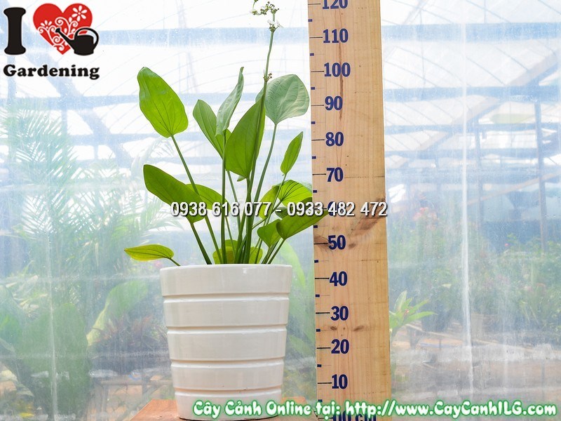 Chậu Cây Bách Thủy Tiên Cao 50 cm Mẫu 4