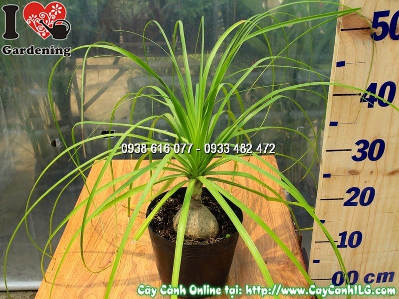 Cây Lan Bình Rượu Cao 30 cm