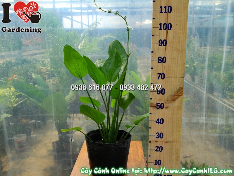 Cây Bách Thủy Tiên Cao 50 cm
