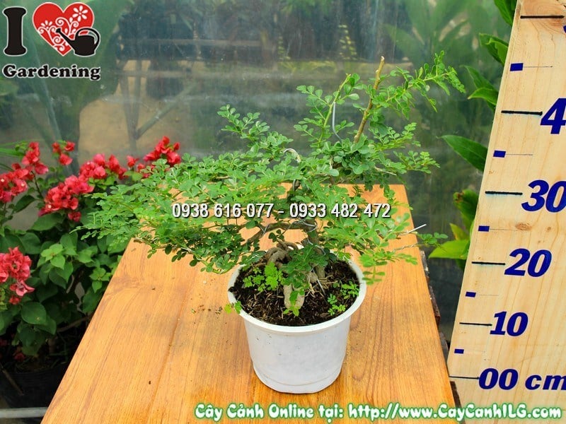 Cây Cần Thăng Mini Bonsai Cao 30 cm