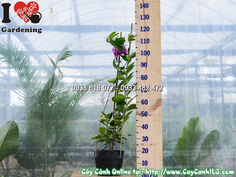 Cây Bằng Lăng Giống Mới Cao 1 m