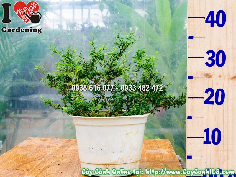Cây Linh Sam Lá Rí 86 Cao 25 cm