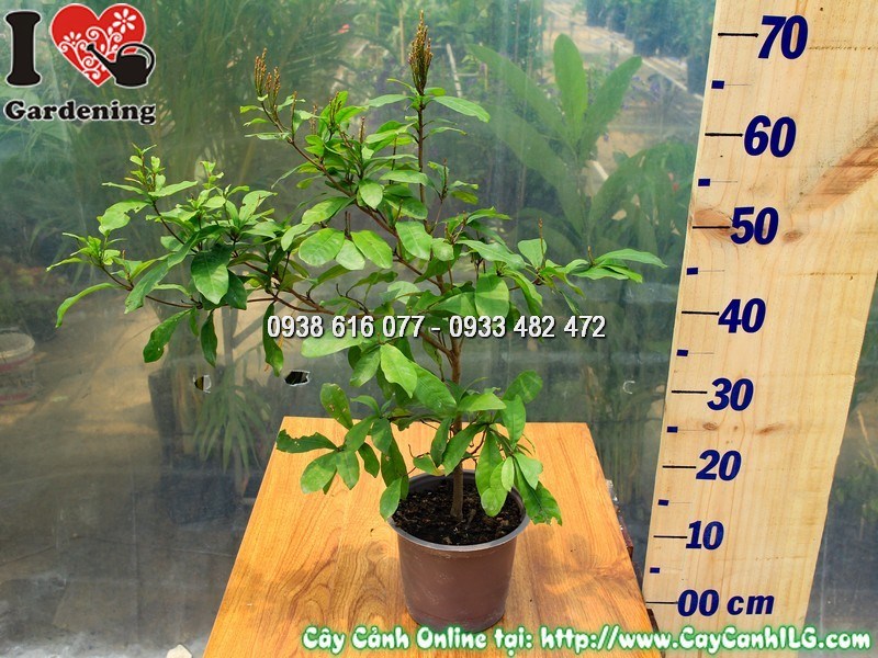 Cây Thần Kỳ Cao 40 cm