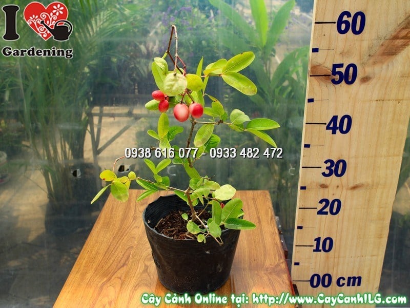 Cây Si Rô Cao 40 cm Đã Ra Trái