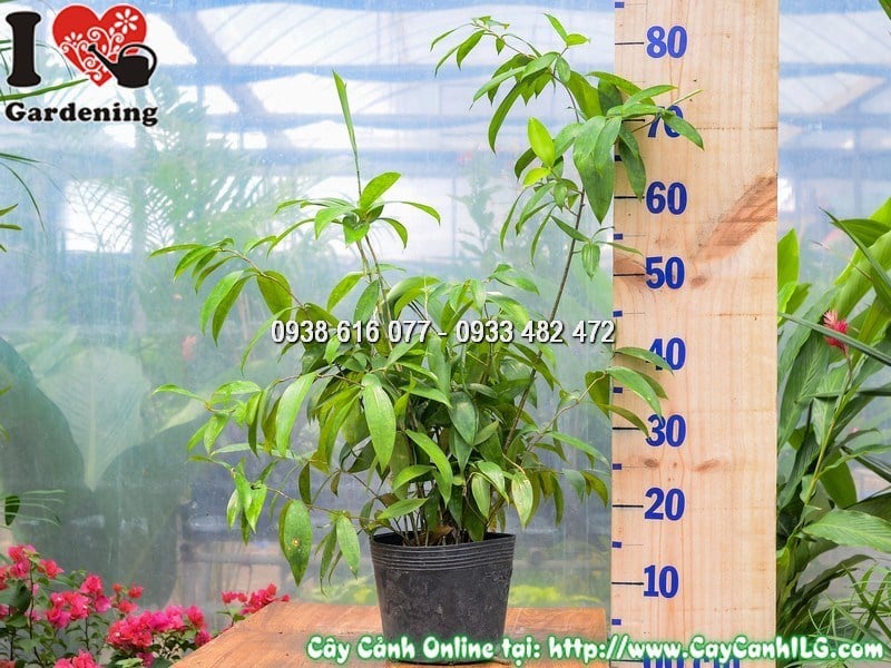 Cây Trúc Nhật Cao 50 cm