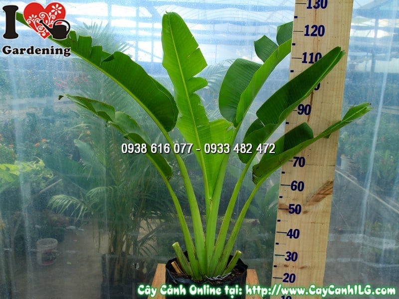 Cây Chuối Rẻ Quạt Cao 1 m