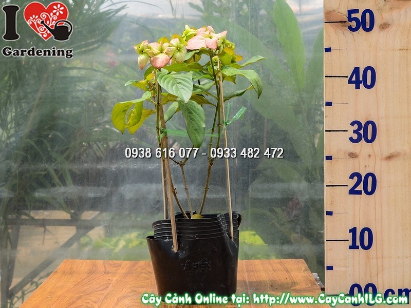 Cây Bướm Hồng 30 cm