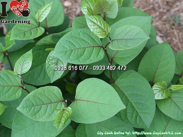 Cây Cốt Khí Củ (Ms: 25934)
