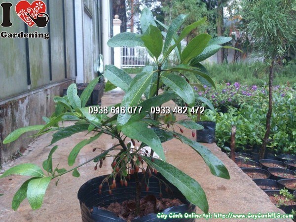 Cây Cơm Nước Hoa Đỏ (Cao 25cm - Ms: 25932)