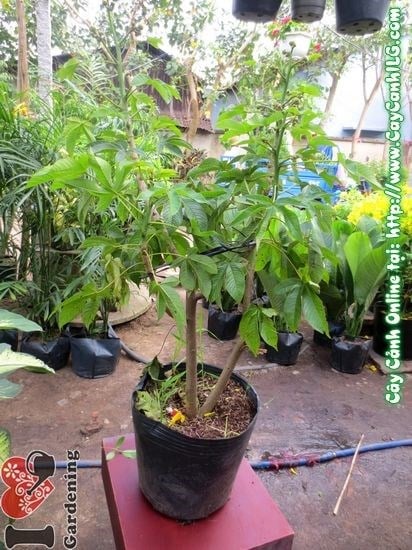Bộ Sưu Tập Cây Tết 2016