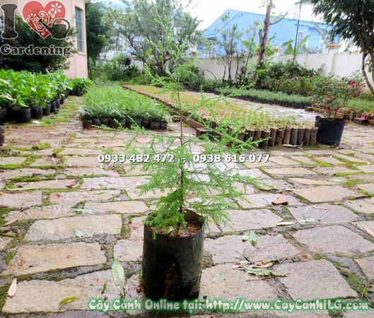 Cây Tùng Thơm Rừng Giống (Cao 50cm – Ms: 15324)