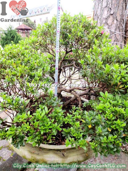 Cây Đỗ Quyên Bonsai Hoa Hồng (Cao 65cm – Ms: 13061 )