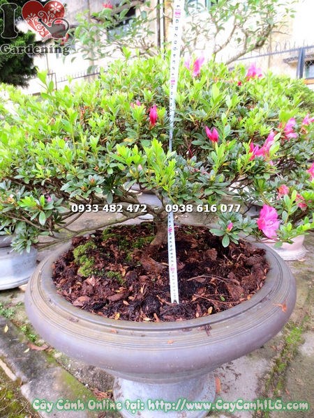 Cây Đỗ Quyên Bonsai Hoa Hồng Đậm (Cao 55cm – Ms: 13071)
