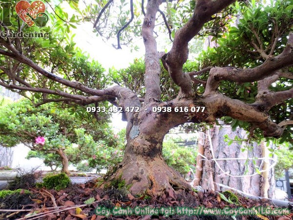 Cây Đỗ Quyên Bonsai Hoa Hồng Đậm (Cao 60cm – Ms: 13082 )