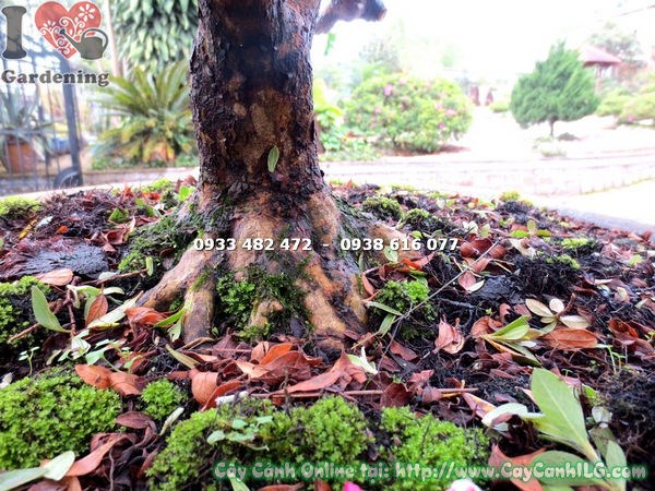 Cây Đỗ Quyên Bonsai Hoa Hồng Đỏ (Cao 65cm – Ms: 13100)