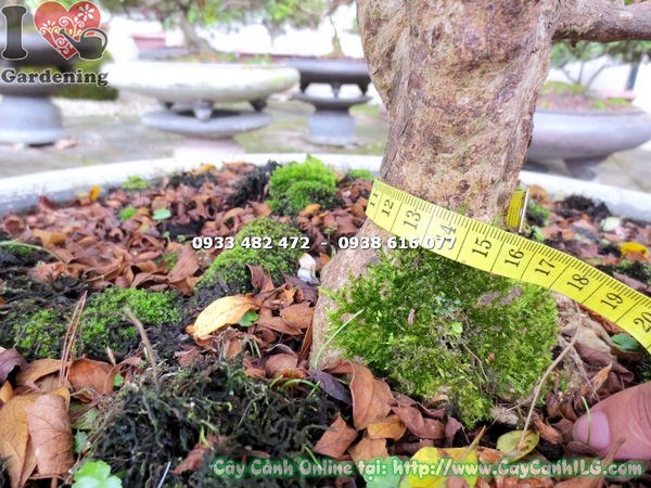 Cây Đỗ Quyên Bonsai Hoa Hồng Phấn (Cao 60cm – Ms: 13114 )
