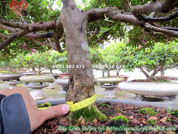 Cây Đỗ Quyên Hoa Hồng Đỏ Bonsai (Cao 65cm – Ms: 13138)