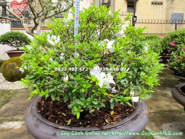 Cây Đỗ Quyên Hoa Trắng Bonsai (Cao 55cm – Ms: 13150)