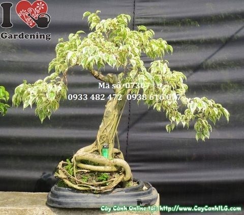 Cây Sanh Cẩm Thạch Bonsai (Cao 60cm, hoành 26cm – Ms: 07307)