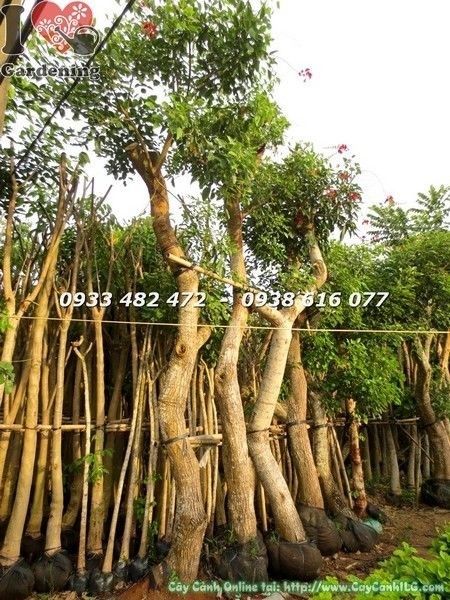 Cây Muồng Hoa Đỏ Lớn (Cao 5m Hoành 100cm – Ms: 23494)