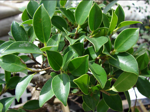 Tường Cây Gừa