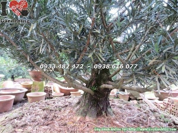 Cây Vạn Niên Tùng Cắt Tháp Cổ Thụ (Cao 4m5 – Ms: 22589)