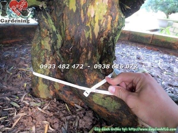 Cây Vạn Niên Tùng Kiểng Cổ Cổ Thụ (Hoành 75cm – Ms: 22617)