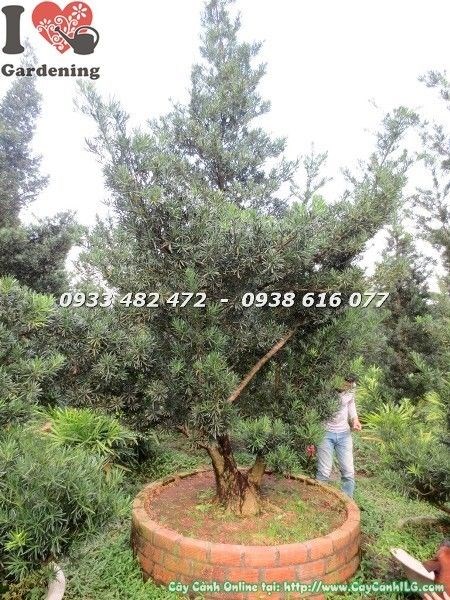 Cây Vạn Niên Tùng Cổ Thụ ( Số 7 Hoành 95 Cm – Ms: 22627)