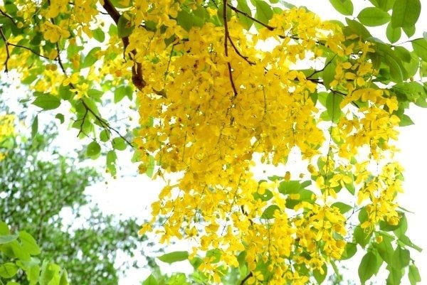 Cây Muồng Hoàng Yến Cổ Thụ Đang Dưỡng (Cao 6m – Ms: 23482)