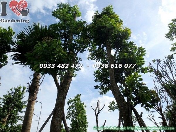 Cây Lộc Vừng Cổ Thụ Đẹp (Cao 6m Hoành 140cm – Ms: 21723)