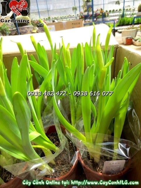 Cây Thủy Tiên Hoa Vàng (Cao 25cm – Ms: 19899 )