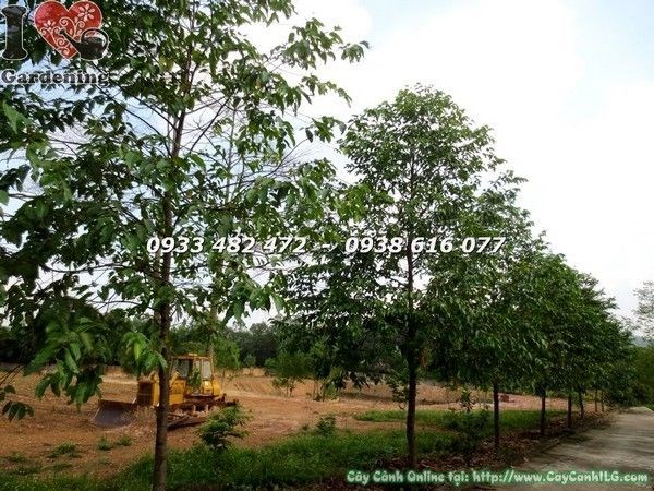 Cây Sao Đen Tán Tự Nhiên (Cao 4m Đk 10cm – Ms: 21841)