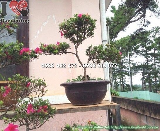 Cây Đỗ Quyên Mini Bonsai (Ms: 22173)