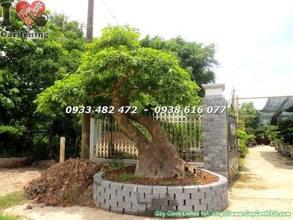 Cây Lộc Vừng Bonsai Cổ Thụ (Ms: 22212)